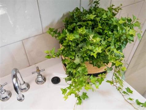 浴室適合的植物 火險痣